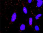 GNG11 Antibody in Proximity Ligation Assay (PLA) (PLA)
