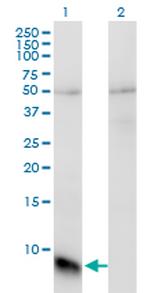 GNGT1 Monoclonal Antibody (1F8)