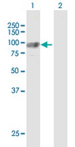 GNS Polyclonal Antibody, MaxPab™