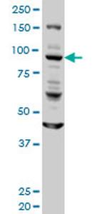 GOLGA1 Monoclonal Antibody (6G3)