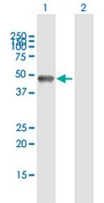 GOLGA2 Polyclonal Antibody, MaxPab™