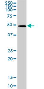 GOT1 Antibody in Western Blot (WB)