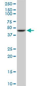 GOT2 Antibody in Western Blot (WB)