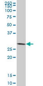 SFN Monoclonal Antibody (2G2)