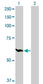 GPI Polyclonal Antibody, MaxPab™