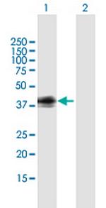GPR1 Polyclonal Antibody, MaxPab™