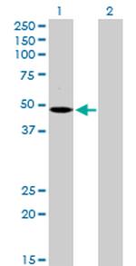MCHR1 Polyclonal Antibody, MaxPab™