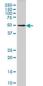 GPR24 Monoclonal Antibody (3D7)