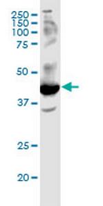 FFAR2 Monoclonal Antibody (3B3)