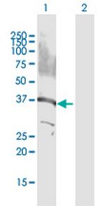 GPS2 Polyclonal Antibody, MaxPab™