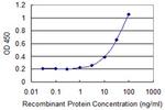 GPX5 Antibody in ELISA (ELISA)