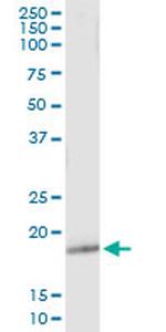 GPX5 Monoclonal Antibody (3B9)