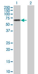 GRB7 Polyclonal Antibody, MaxPab™