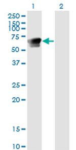 GRB7 Antibody in Western Blot (WB)