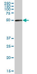 PDIA3 Antibody in Western Blot (WB)