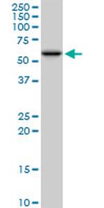 PDIA3 Antibody in Western Blot (WB)