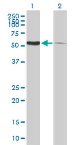 PDIA3 Polyclonal Antibody, MaxPab™