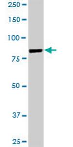 GSN Polyclonal Antibody, MaxPab™