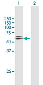 GSR Polyclonal Antibody, MaxPab™