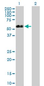GSR Polyclonal Antibody, MaxPab™