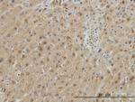 GSTA1 Monoclonal Antibody (2F7)