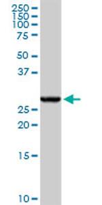 GSTA4 Antibody in Western Blot (WB)