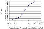 GSTT2 Antibody in ELISA (ELISA)