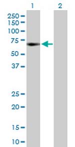 GTF2A1 Polyclonal Antibody, MaxPab™