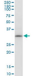 GTF2B Polyclonal Antibody, MaxPab™