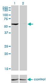 GTF2H1 Antibody in Western Blot (WB)