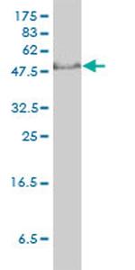 GTF2H1 Antibody in Western Blot (WB)