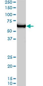 GTF2H1 Antibody in Western Blot (WB)