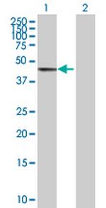 GTF2H4 Polyclonal Antibody, MaxPab™