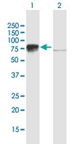 BRF1 Polyclonal Antibody, MaxPab™