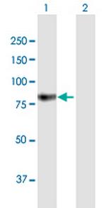 GUSB Polyclonal Antibody, MaxPab™