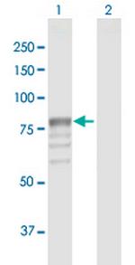 GUSB Polyclonal Antibody, MaxPab™