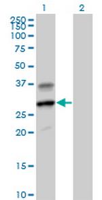 GZMH Polyclonal Antibody, MaxPab™