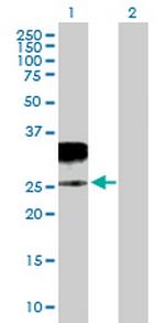 GZMH Polyclonal Antibody, MaxPab™