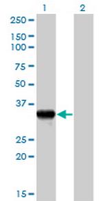 GZMB Antibody in Western Blot (WB)