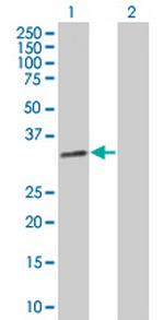 GZMB Antibody in Western Blot (WB)