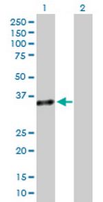 GZMB Antibody in Western Blot (WB)