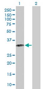 GZMB Antibody in Western Blot (WB)