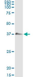 GZMB Antibody in Immunoprecipitation (IP)