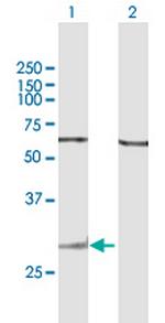 GZMK Polyclonal Antibody, MaxPab™