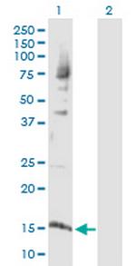 H2AFX Antibody in Western Blot (WB)
