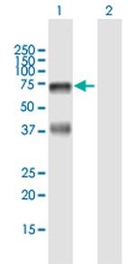 HABP2 Polyclonal Antibody, MaxPab™