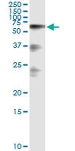HABP2 Monoclonal Antibody (1H4)