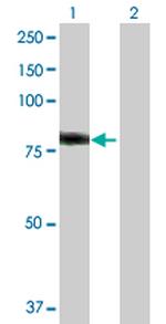 HAL Polyclonal Antibody, MaxPab™