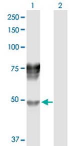 SERPIND1 Polyclonal Antibody, MaxPab™