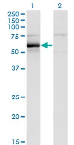 HCK Monoclonal Antibody (1D9-1A9)